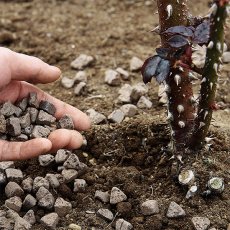 【バラ用 有機肥料】バイオゴールド セレクション薔薇｜170g / 1kg / 3.6kg商品イメージ03