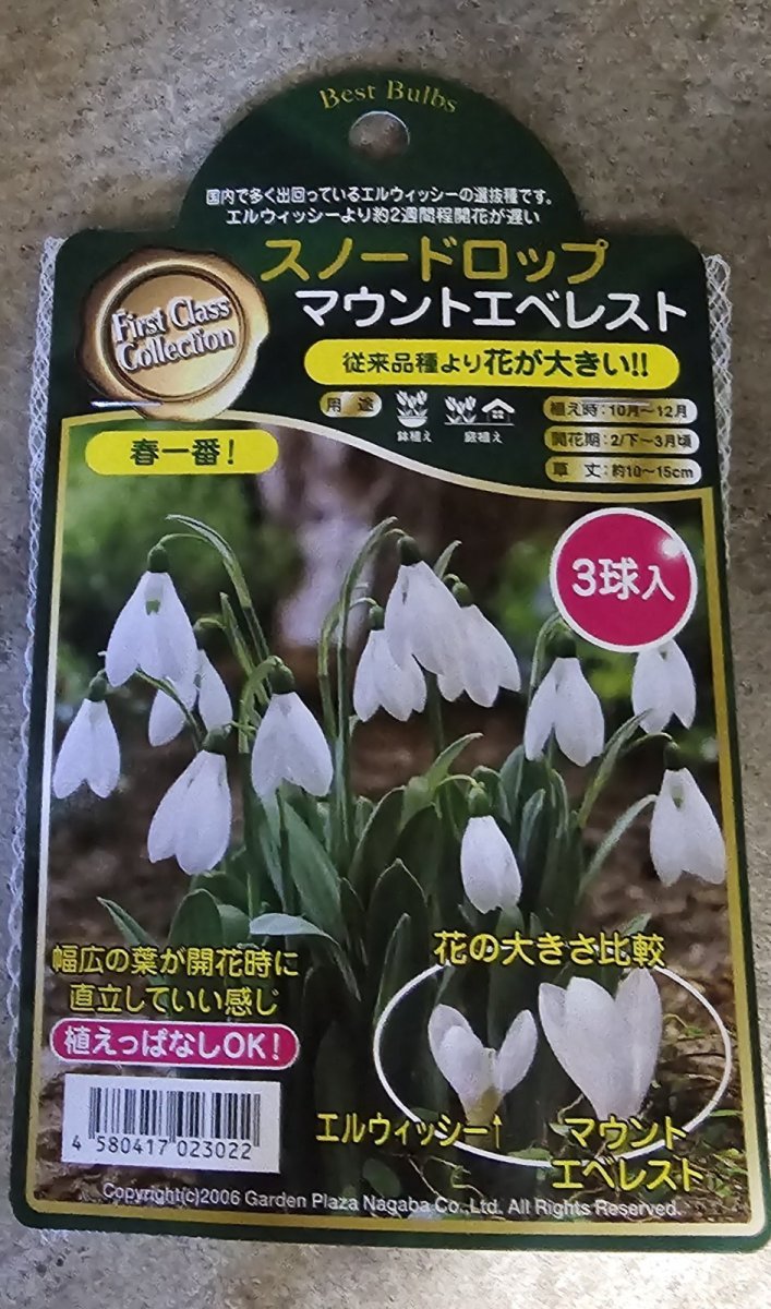 画像1: スノードロップ マウントエベレスト (1)